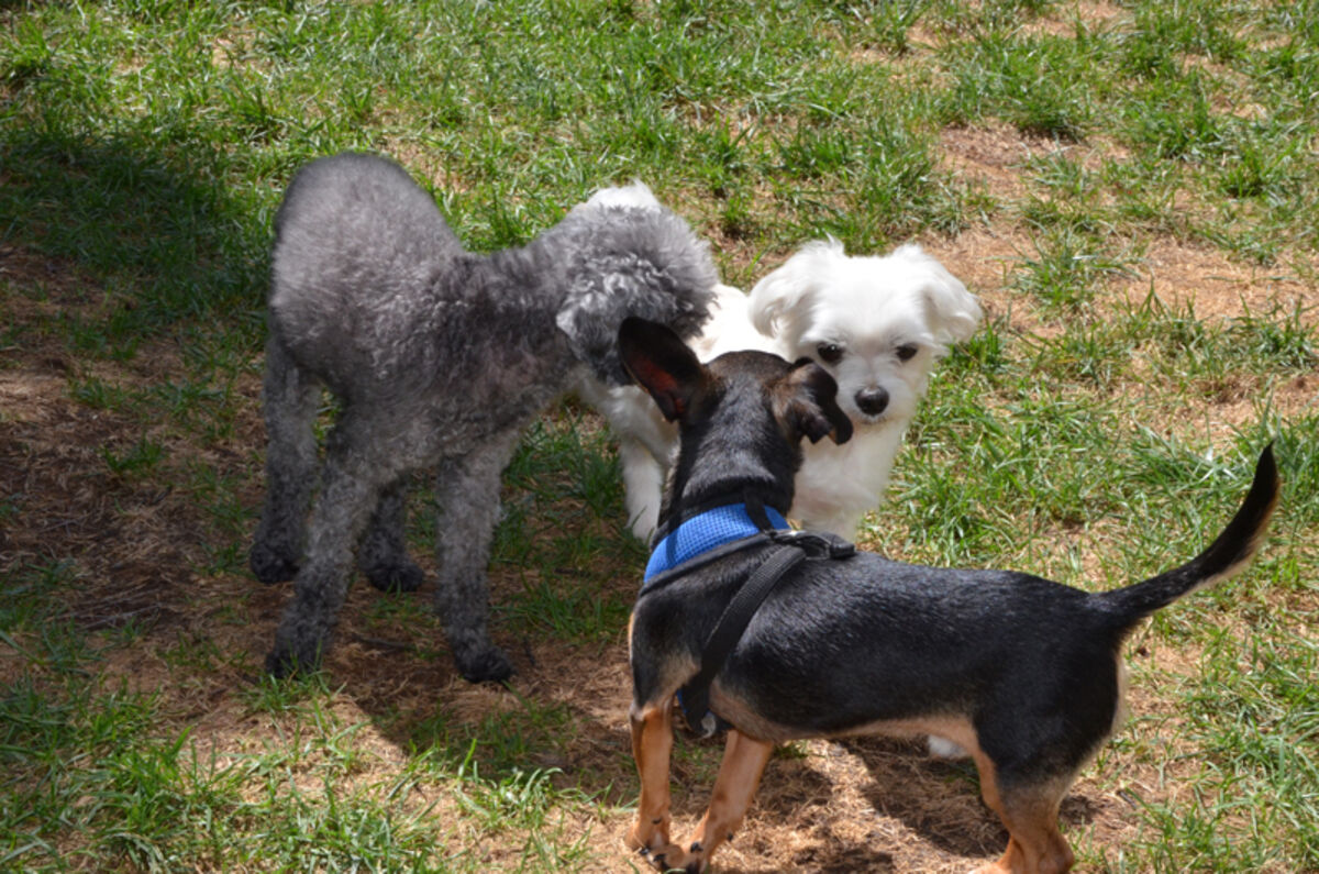 Dogs playing outside